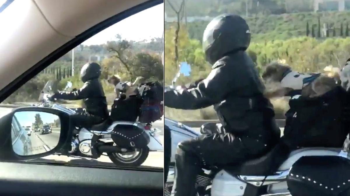 Biker Dog’s Daring Act Leaves People on Freeway Asking for More!