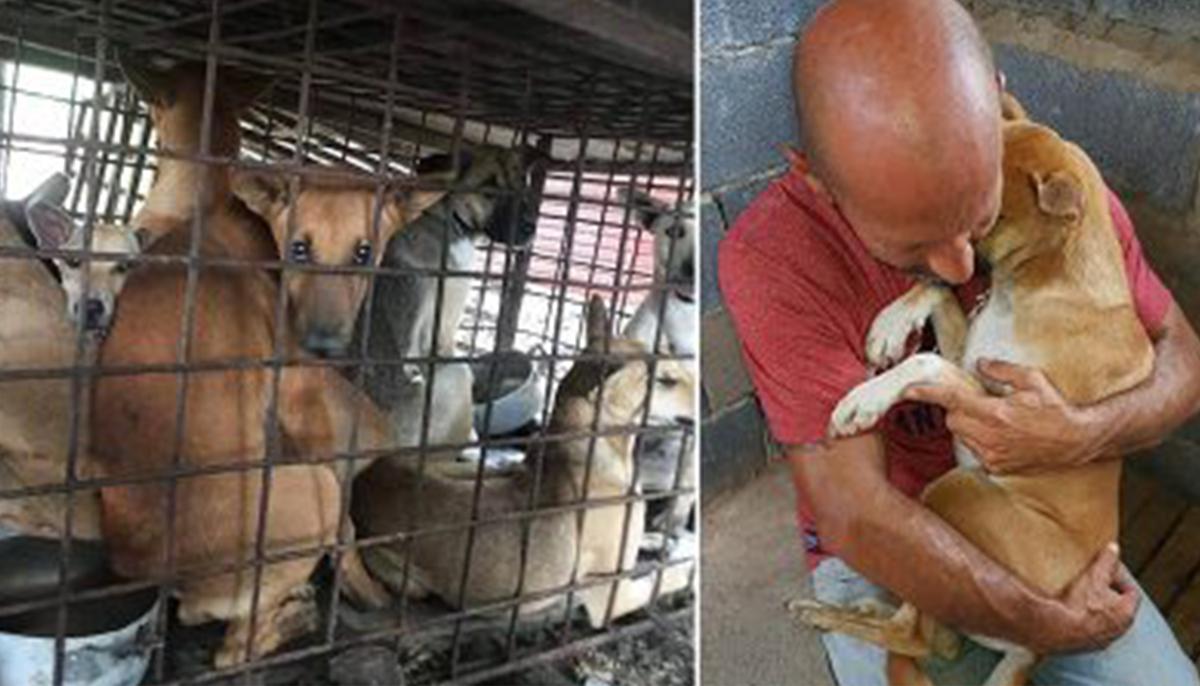 Pooch Refuses to Let Go of the Man Who Saved Her From a Dog Butcher