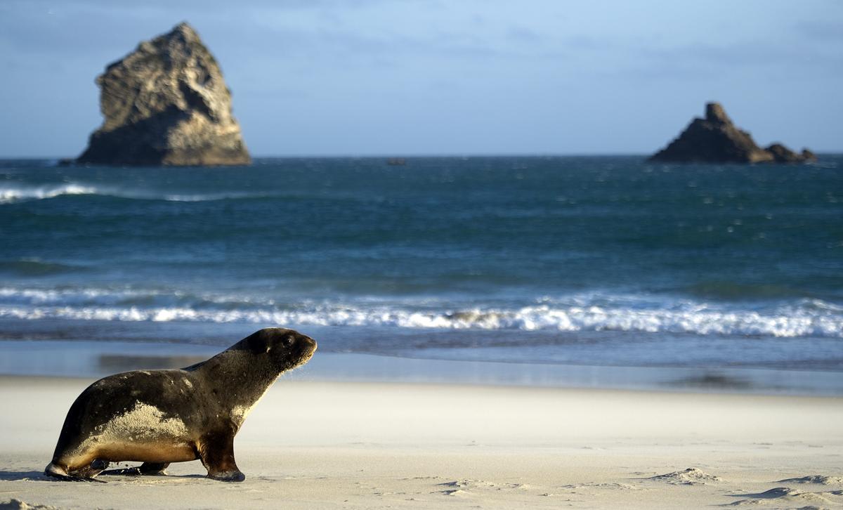 Fishing, Surfing, Hunting Beckon New Zealanders After Coronavirus Lockdown