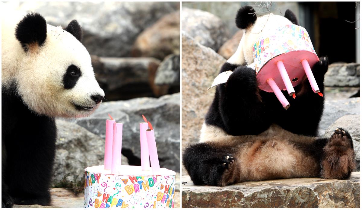 Adelaide Zoo Calls for More Tax Dollars to Fund China’s Panda Breeding Program