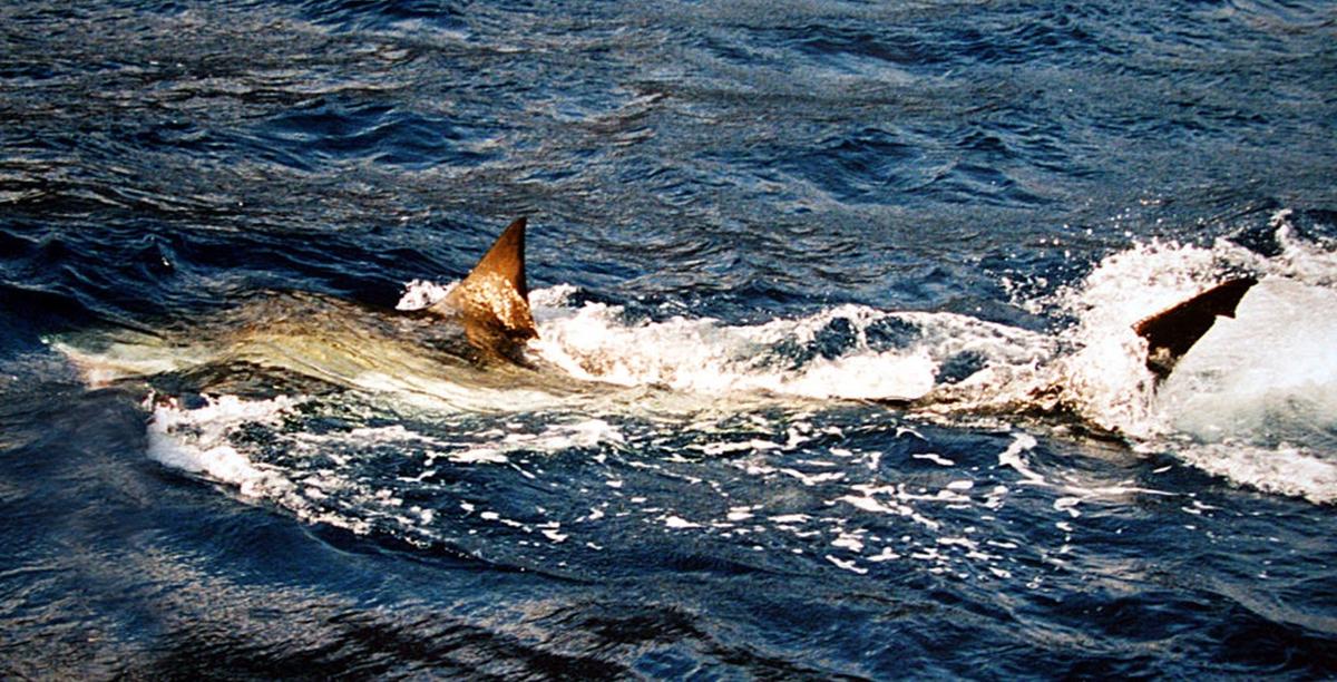 Florida Fishermen Catch Rare Great White Shark, Release It Back Into Ocean