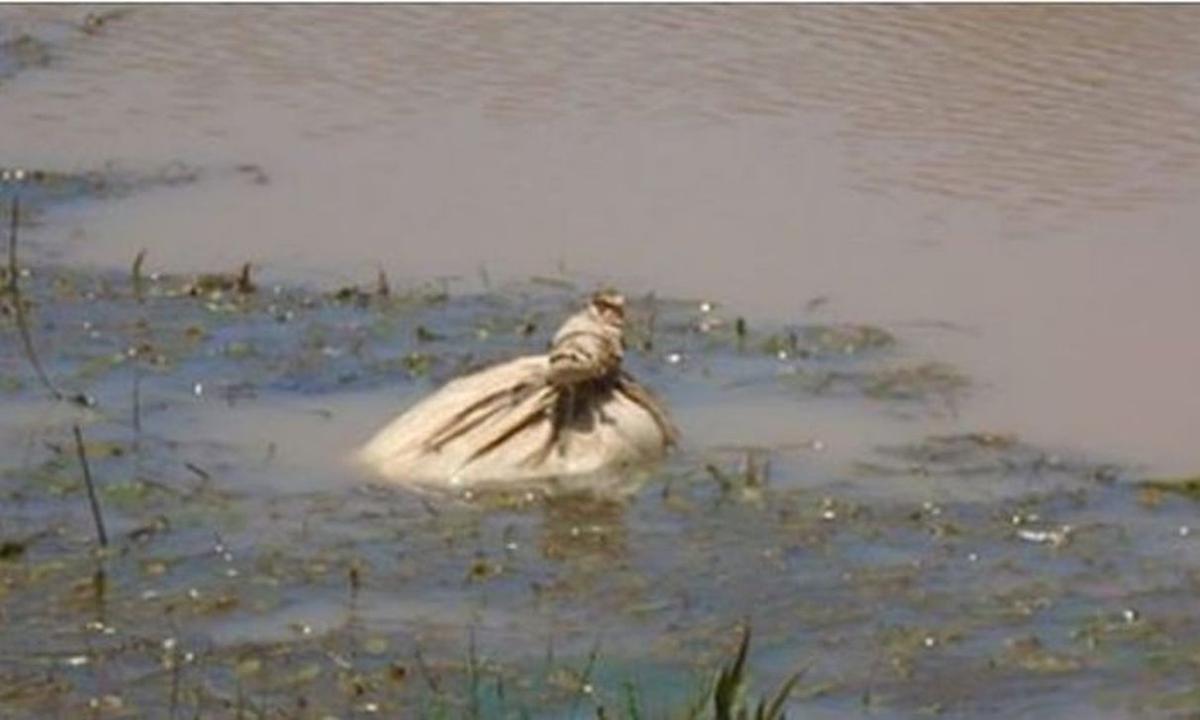Six Puppies Found in a Sack Floating in River and Survive