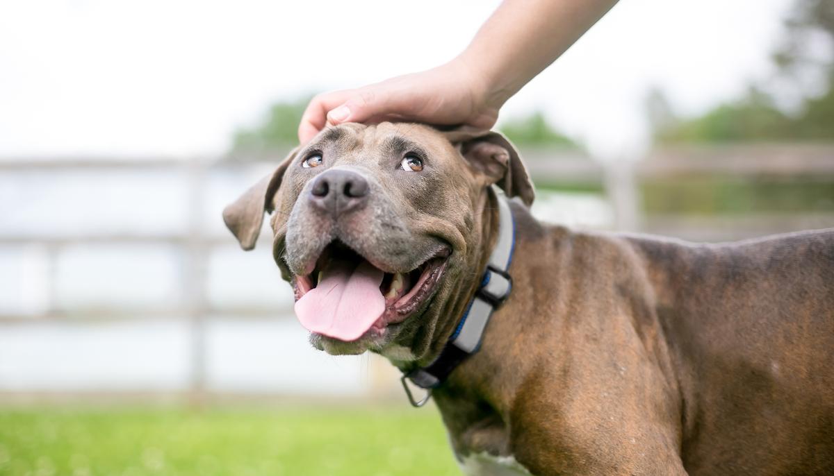 Dog Loses Leg After Being Shot and Left to Die, Finds Perfect New Owner Who Lacks an Arm