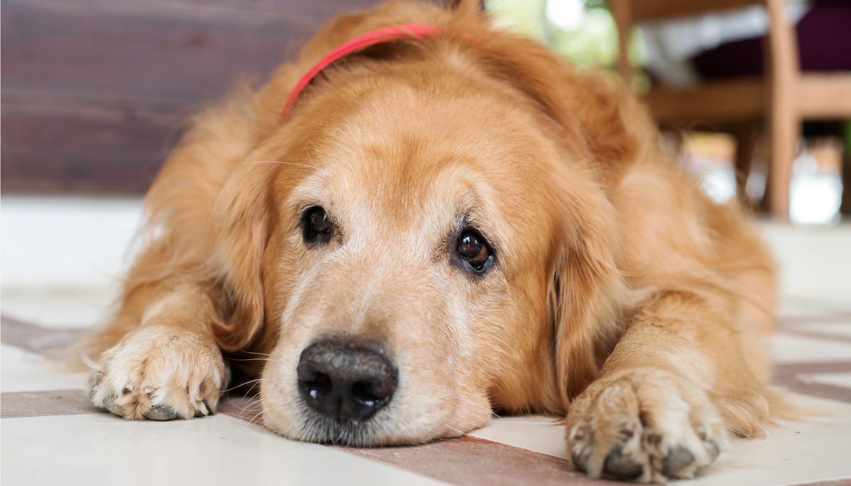 Golden Retriever Loses 100 Pounds in a Year After Owners Took Him to Vet to Be Put Down