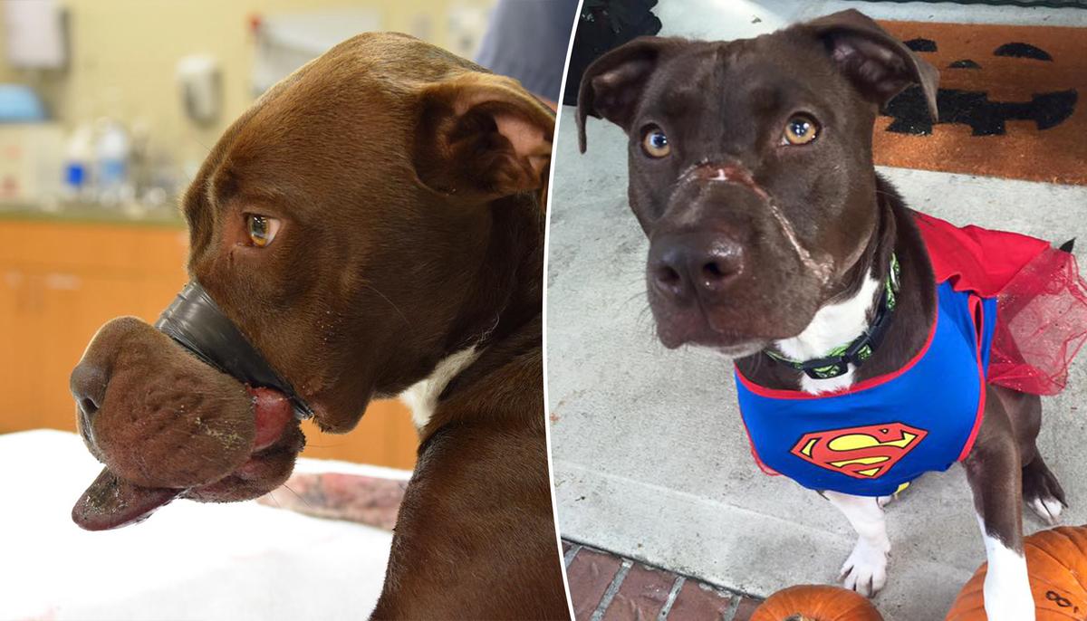 Dog Found with Swollen Muzzle Taped Shut in 2015 Is Now a Mascot for Animal Cruelty