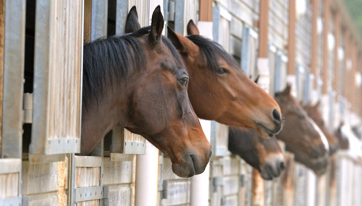 2 Clydesdales Horses Rescued from Frozen Lake After Escaping from Stable