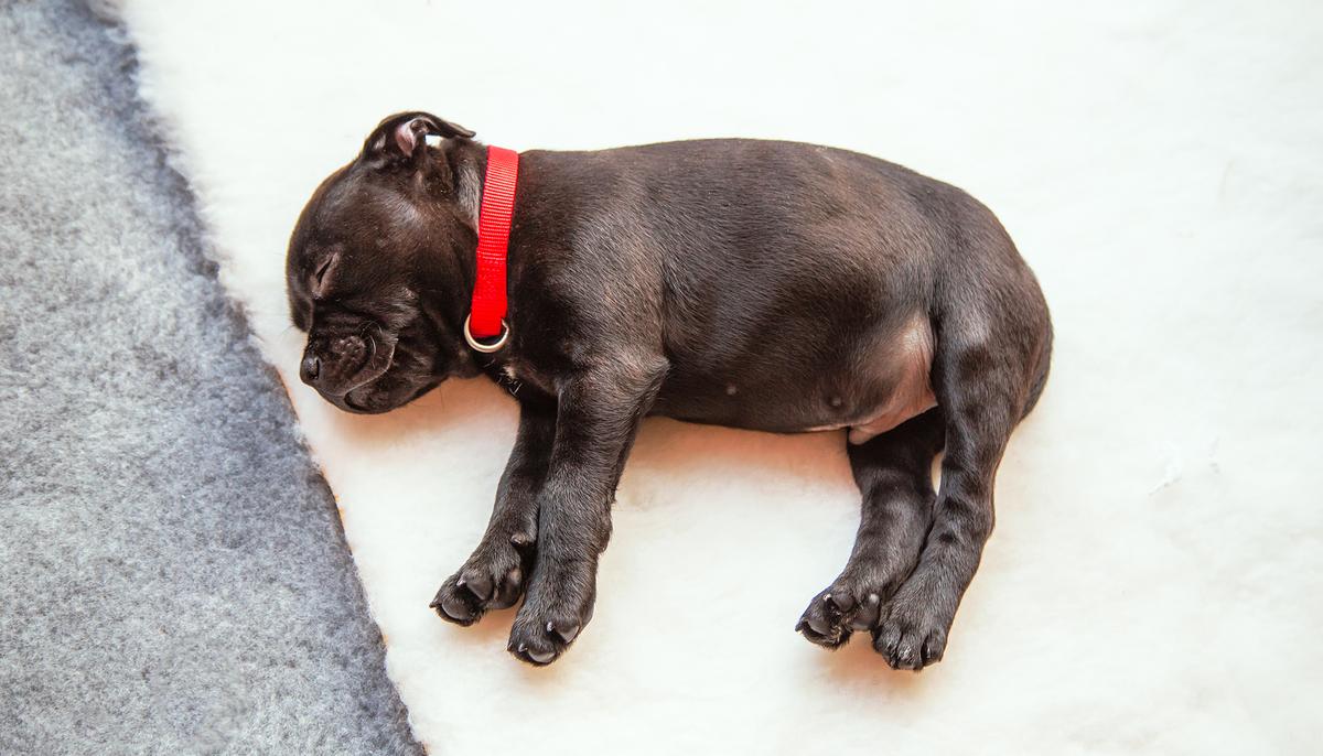 Special-Needs Pup Once the Size of Coke Can Is Now a ‘Sassy Little Guy’ After Foster Care