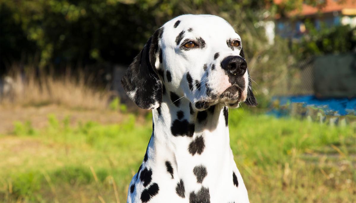 Friendly Dalmatian ‘Wears’ a Heart on His Nose and the Internet Can’t Resist His Cuteness