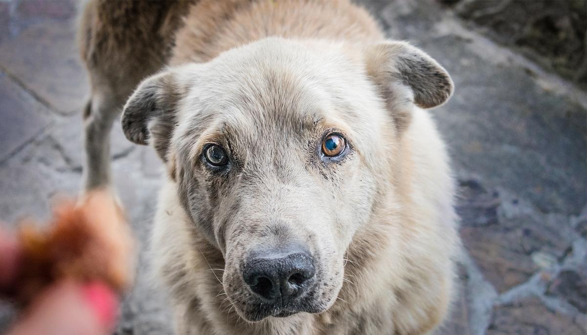 Stray Dog With Head Stuck in Tire Saved in a Dramatic Rescue by Firefighters