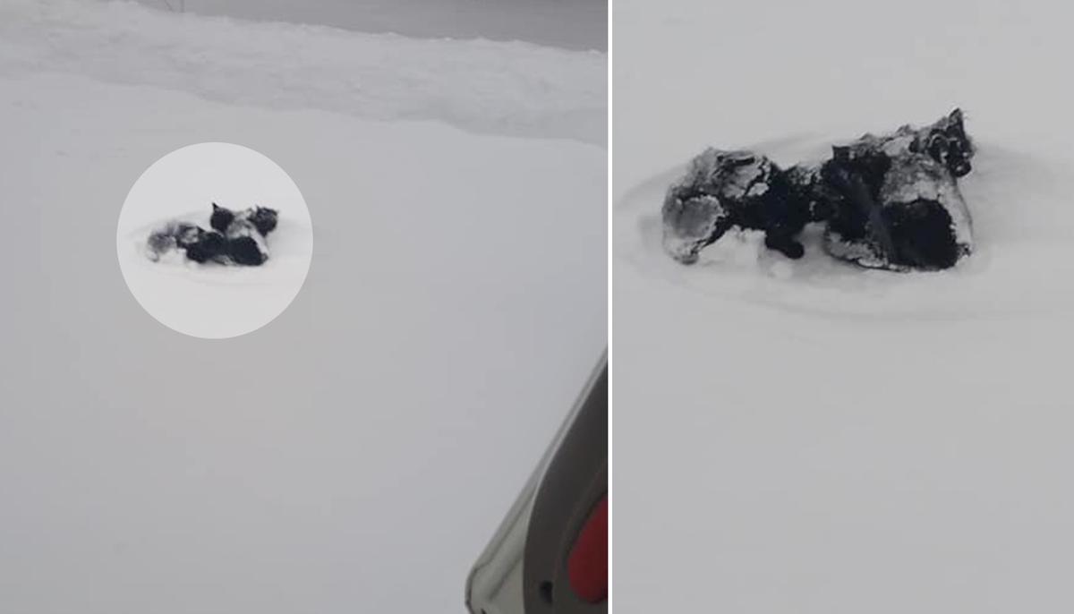 Man Sees Black Pile in Snowbank During Storm, Takes Action on Realizing It’s 3 Kittens
