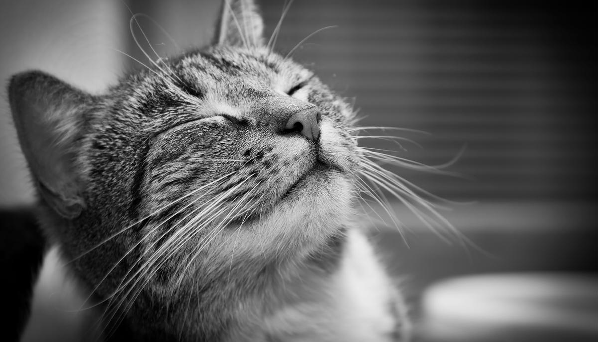 88-Year-Old Grandma Becomes Cancer-Free After She Gets Visits From Blind Therapy Cat