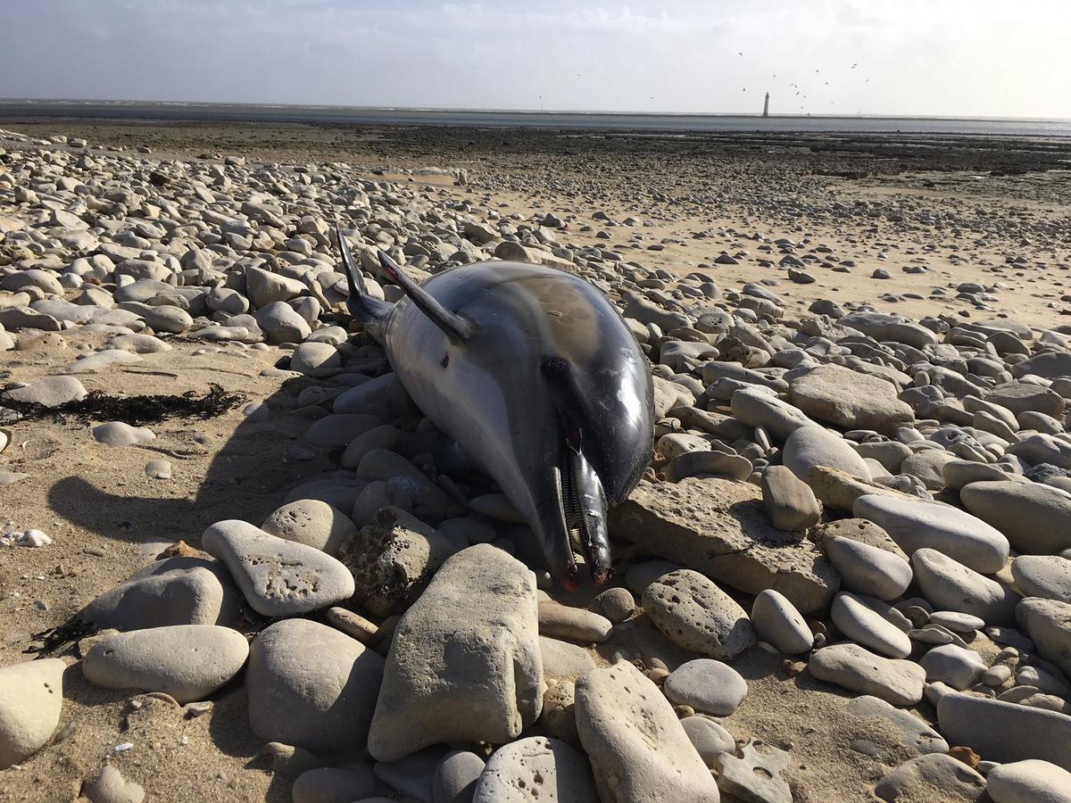 Record 1,100 Dolphins Wash up on French Shores This Year