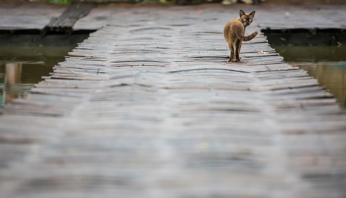Couple Sees Scared Cat Staring at Them From the Edge of Bridge, Pulls Over to Rescue It