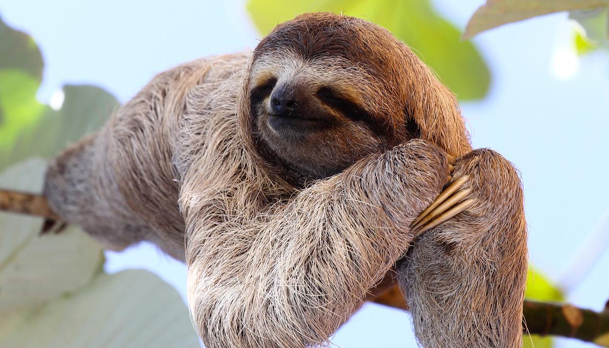 Couple Believes Tiny Furry Sloth on Costa Rican Shore Is Lifeless, Until They Get Closer
