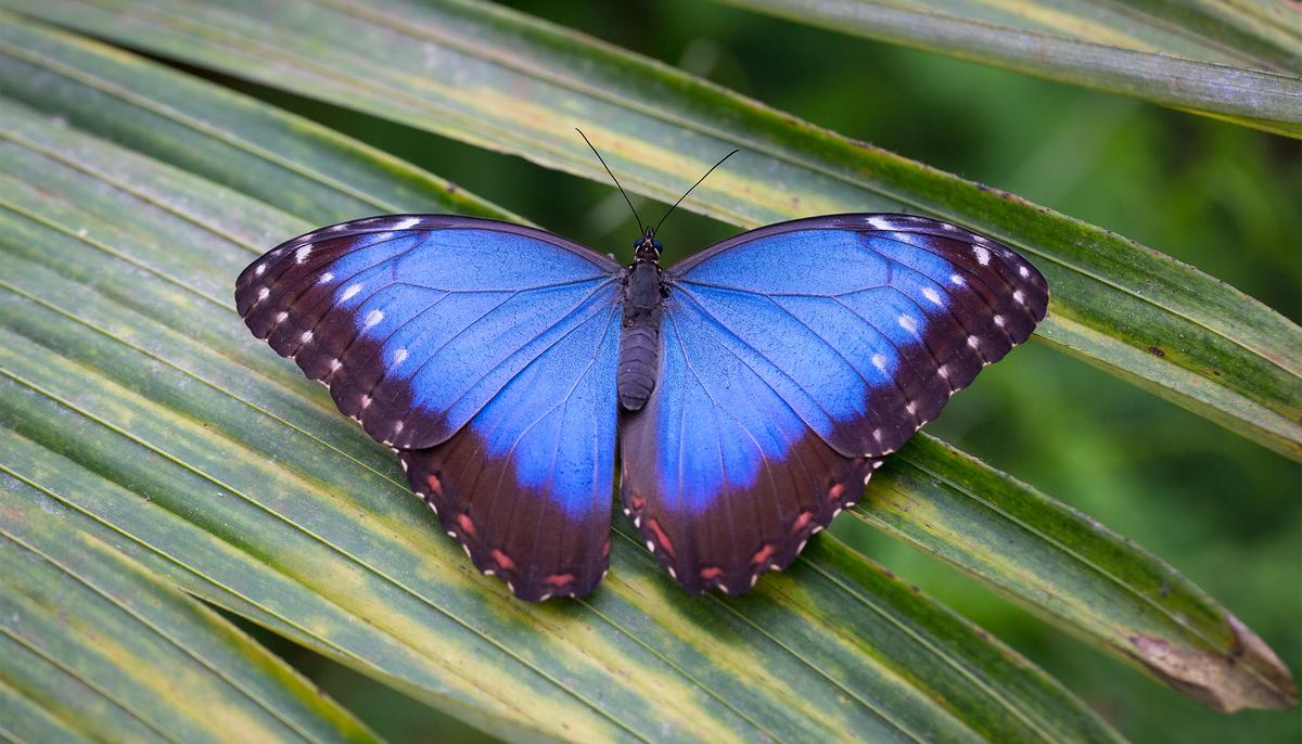 San Francisco Man Is Repopulating Disappearing Butterfly Species in His Backyard
