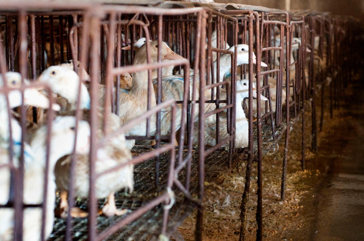 In Growing Trend, Chinese Authorities Crack Down on Duck Meat Company, Seize Assets