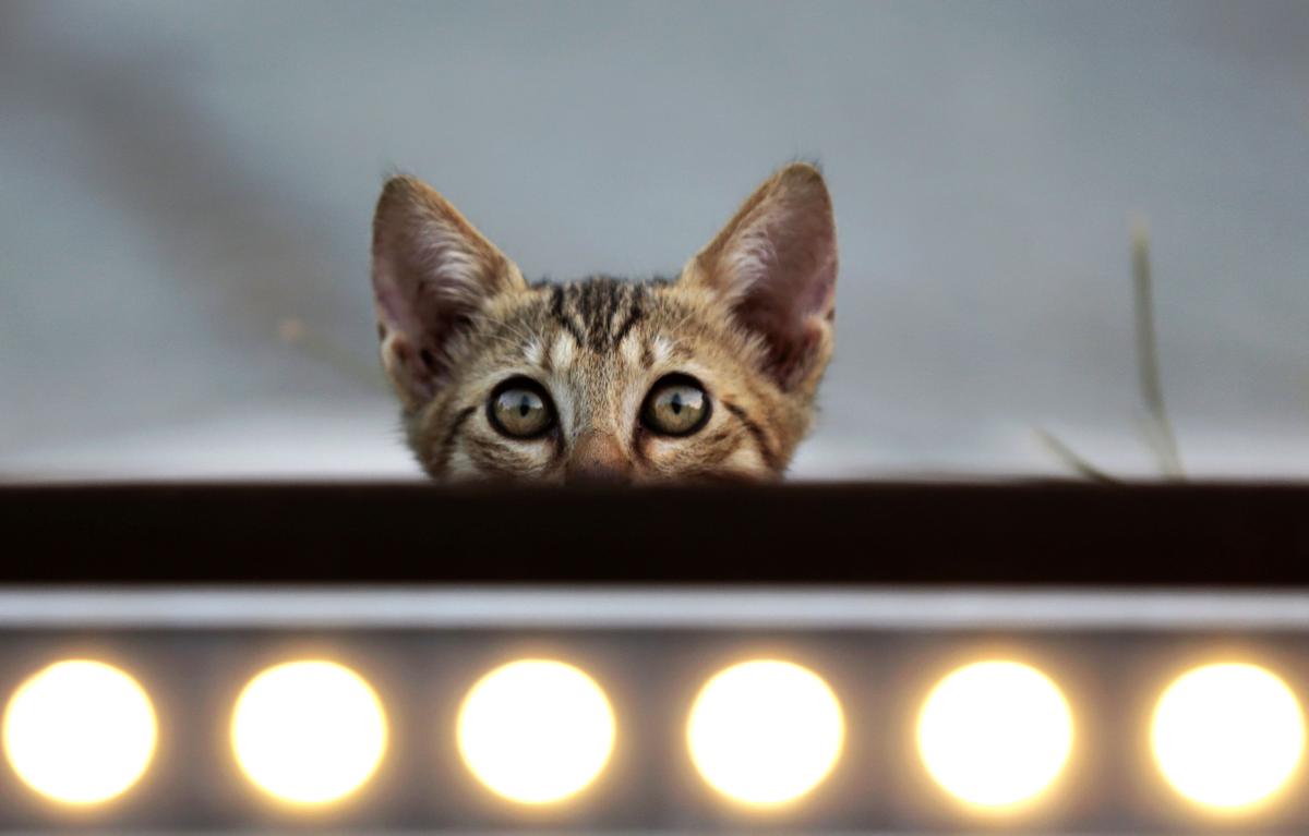 Dogs Euthanized After Mauling 29 Cats to Death in Alabama Shelter