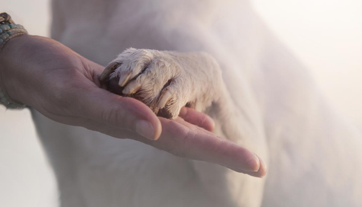 Photo of Cop Comforting Dog at Scene of Car Accident Goes Viral on Internet