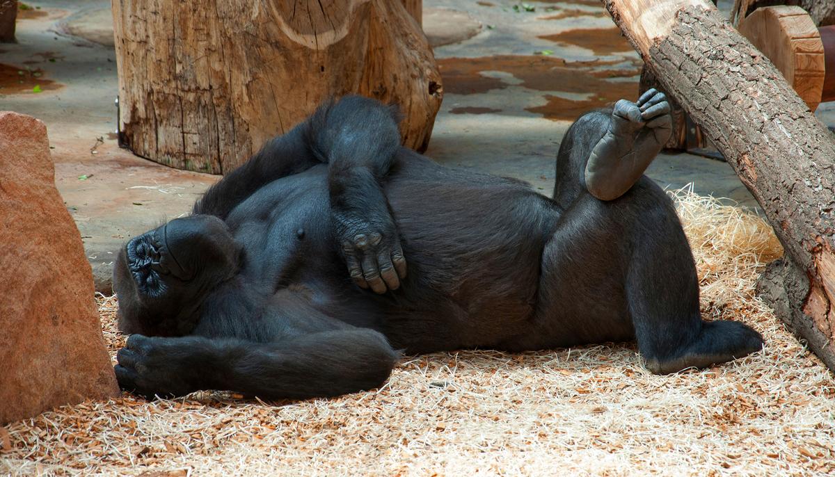Silverback Gorilla Befriends Extremely Tiny ‘Bush Baby’