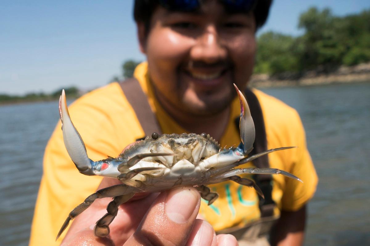 Recreational Crabbing Season Underway in Maryland