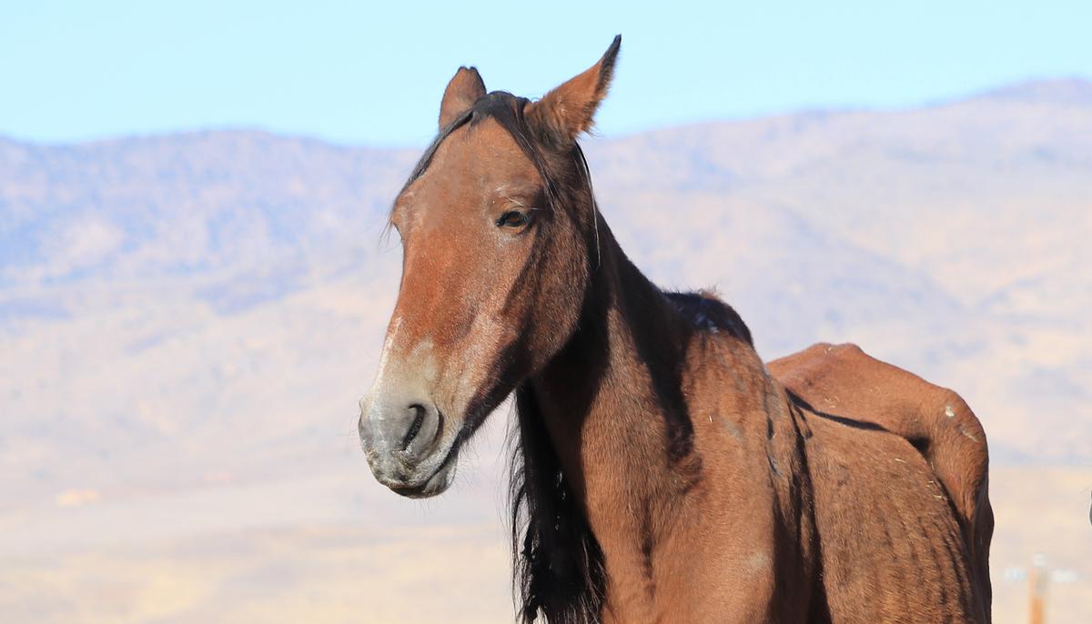 Emaciated Mare Found Near Death in Cornfield Makes Astonishing Recovery 6 Months Later