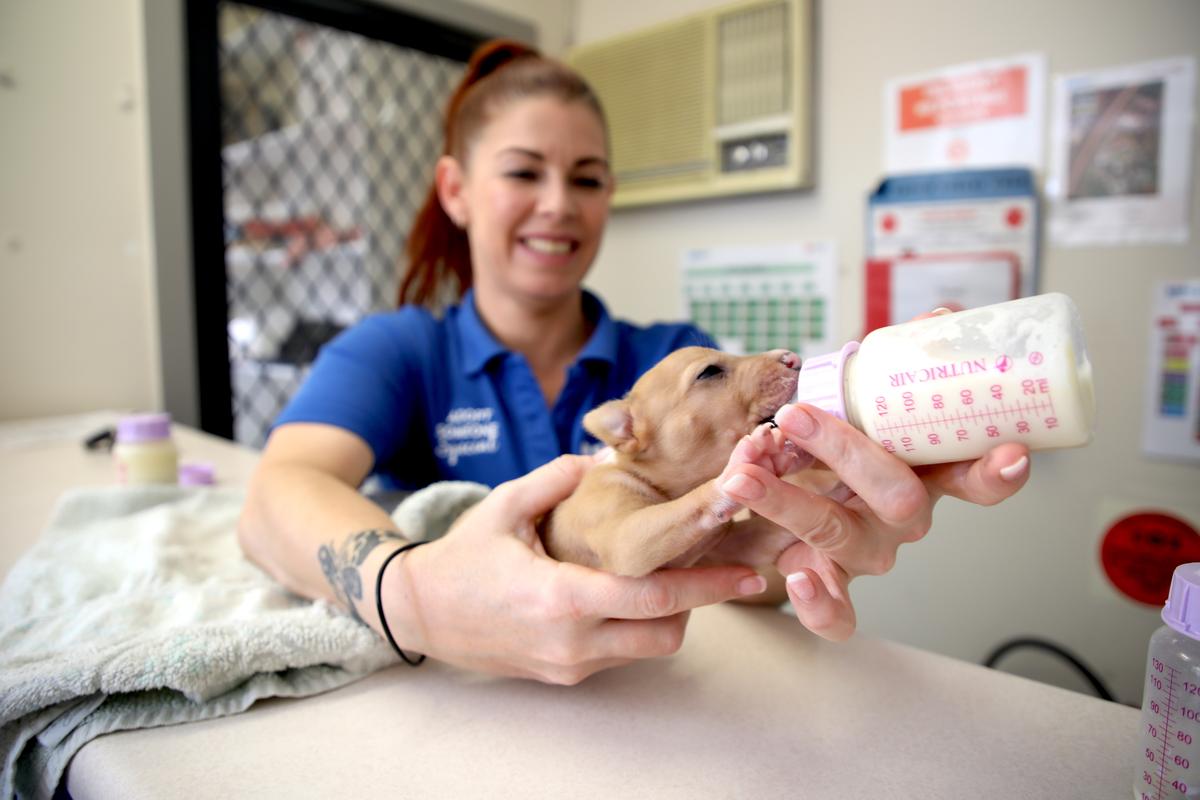 Photo courtesy of <a href="https://www.rspcasa.org.au/">RSPCA South Australia</a>