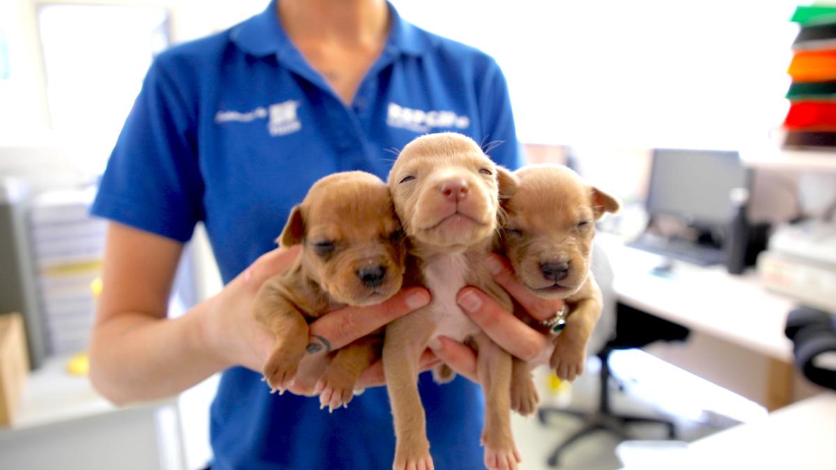 Photo courtesy of <a href="https://www.rspcasa.org.au/">RSPCA South Australia</a>