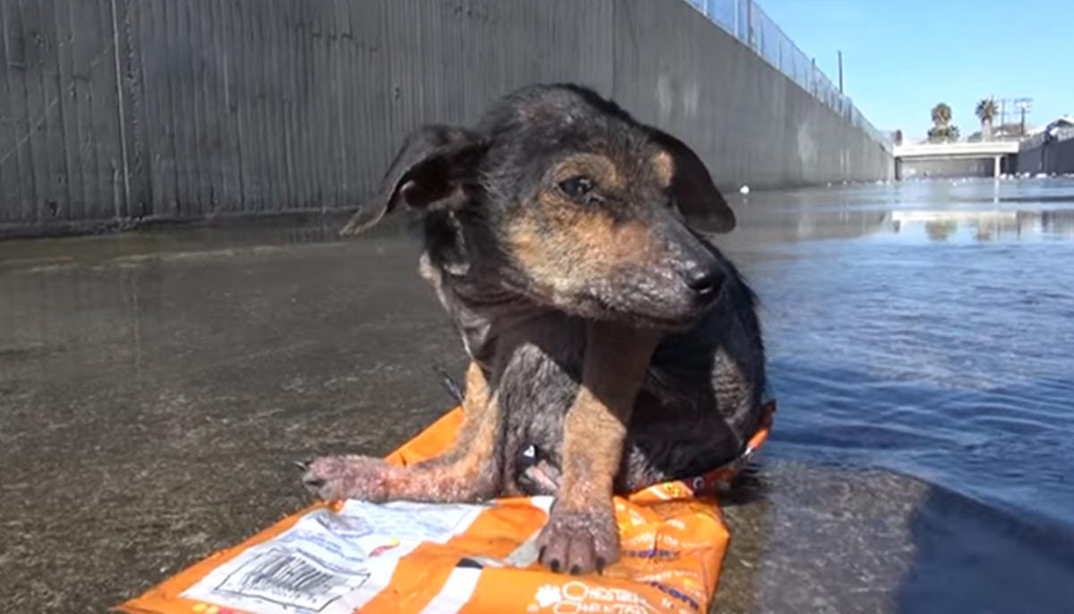 Pup with Leg Cut Off Gets Choked and Thrown 30Ft, Manages to Miraculously Survive