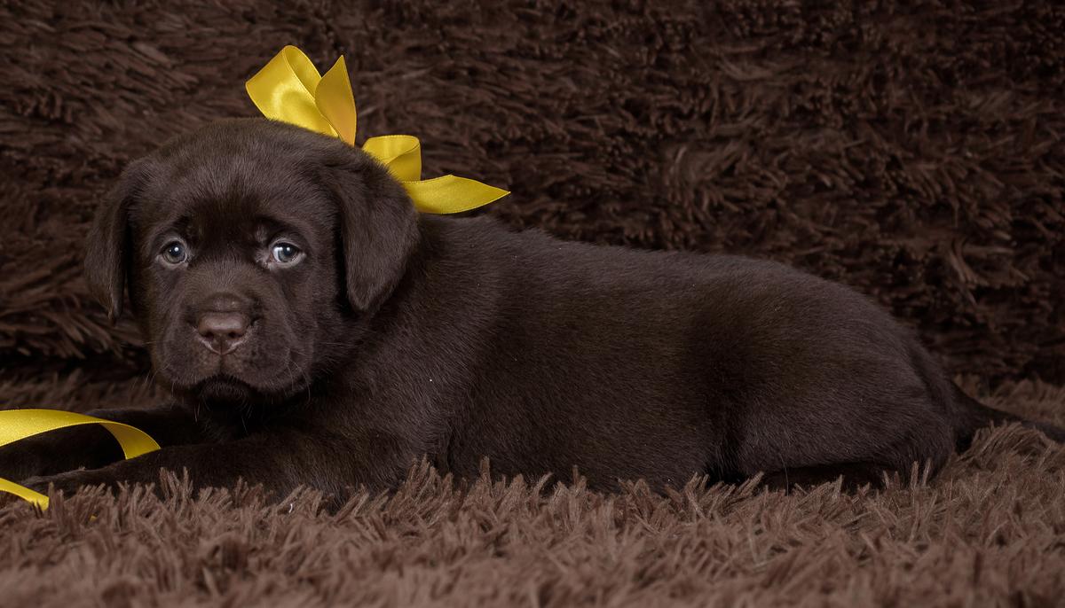 Dog Trainer Comes Up With Genius Way to Tell People Their Dogs Don’t Want to Be Pet