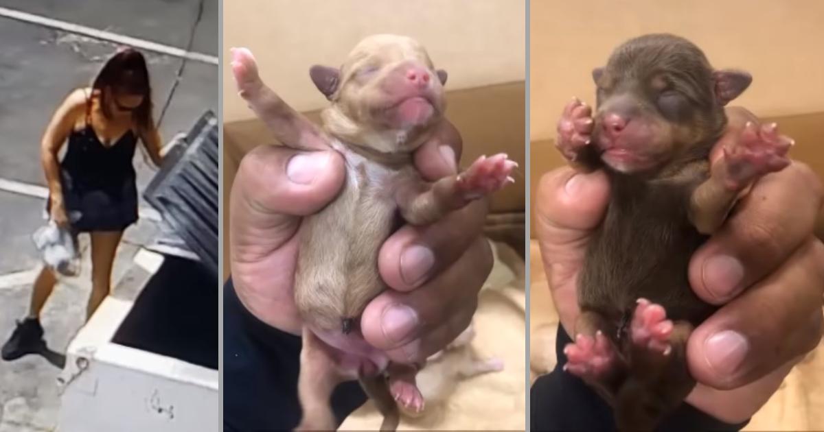 Police Investigate California Woman Suspected of Abandoning Puppies at Dumpster