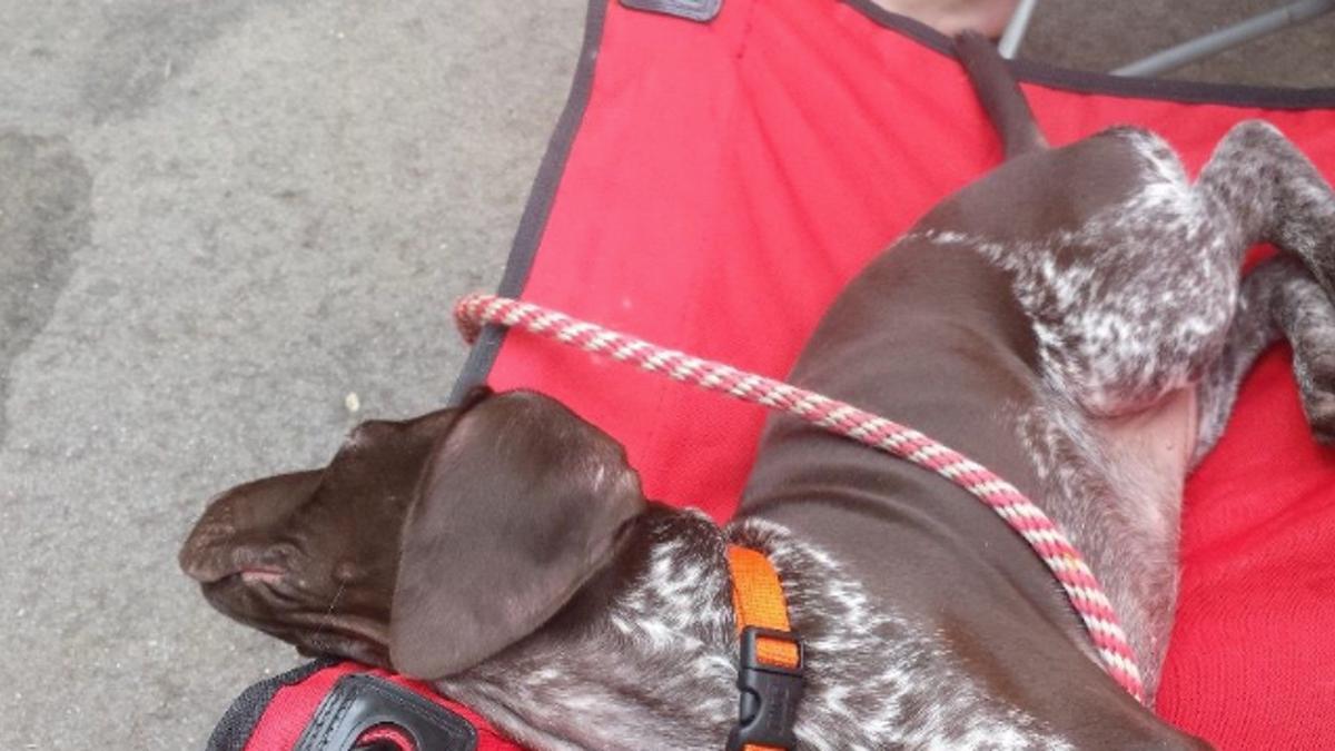 Someone Is Mixing Insecticide into Meat and Poisoning Pet Dogs and Wildlife in Wisconsin Counties