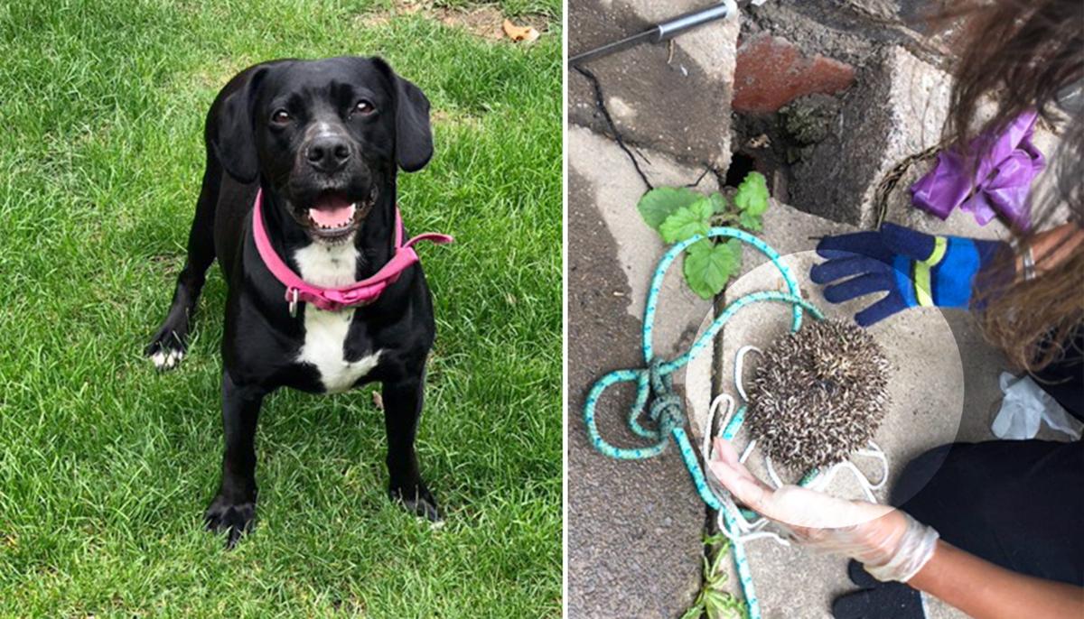 Smart Pup Spots a Prickly Creature Trapped in Drain and Quickly Calls Owner for Help