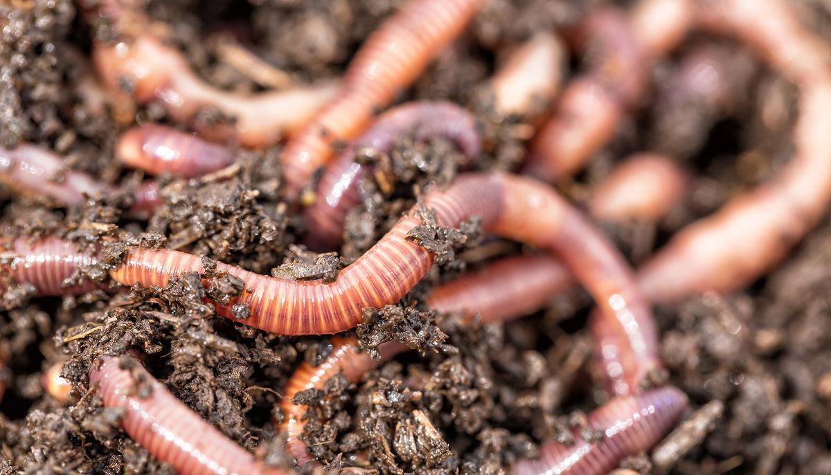 Styrofoam-Eating Worms Could Hold the Solution to Planet’s Plastic Waste Worries