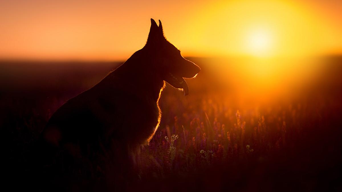 Desperate German Shepherd Near Death Is Rescued and Makes an Astonishing Comeback