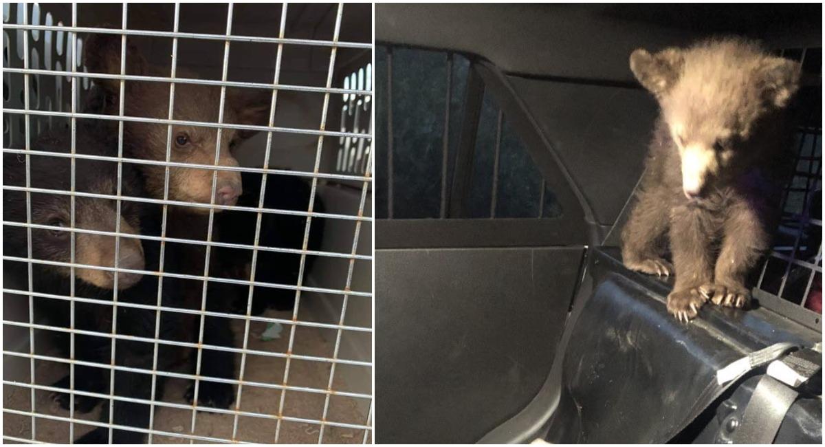 Arizona Troopers Rescue 3 Black Bear Cubs After Mother Killed in Crash