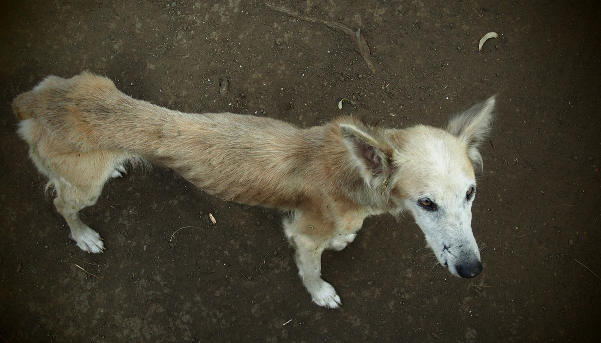 Starving Dog Was Almost Near Death, Miracle Unfolds When Animal Lovers Visit Her