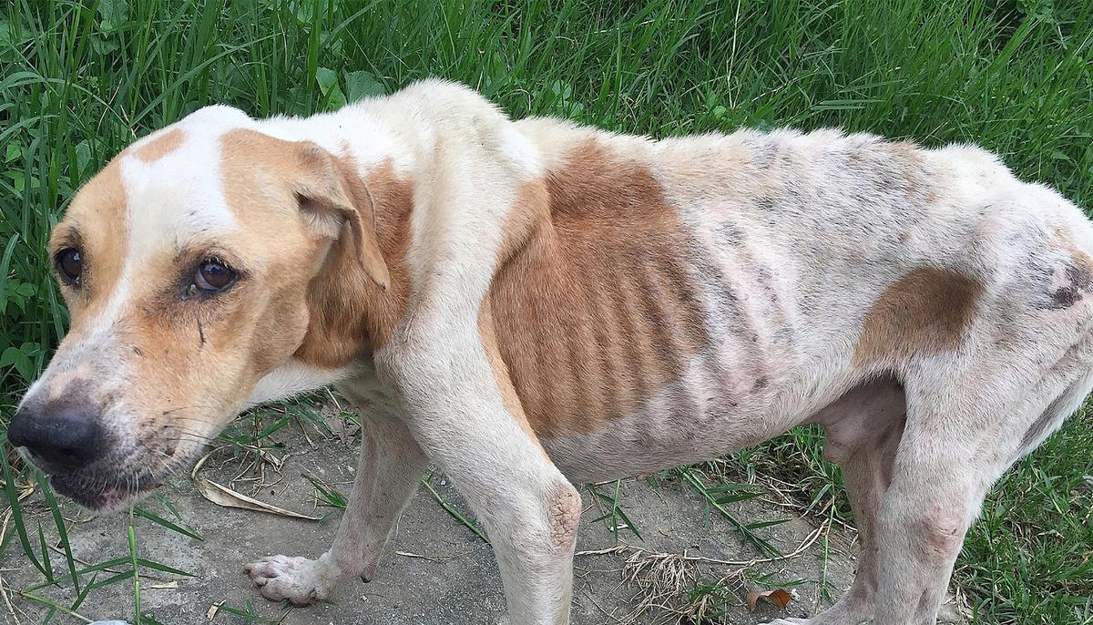 Neglected, Starving Dog Was Nearing Death, So Neighbors Decided to Do Something About It