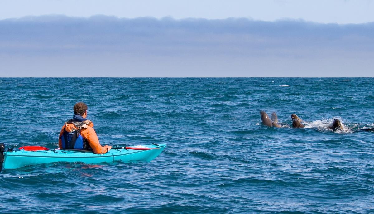 Crazy Moment As Seal ‘Slaps’ Kayaker Right in His Face With a Giant Octopus