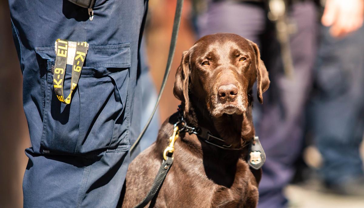 Officer and His Dog Sit for Official Photoshoot, but the Cute K-9 Can’t Take It Seriously