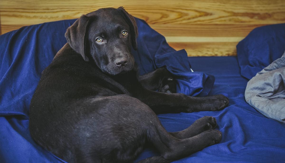 Deaf Man Adopts Adorable Deaf Rescue Pup and Teaches Him Sign Language
