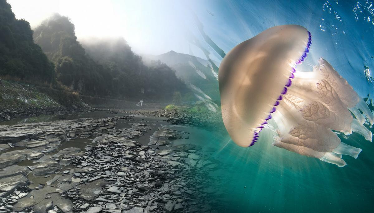 Jellyfish as Big as a Human Spotted Off English Coast