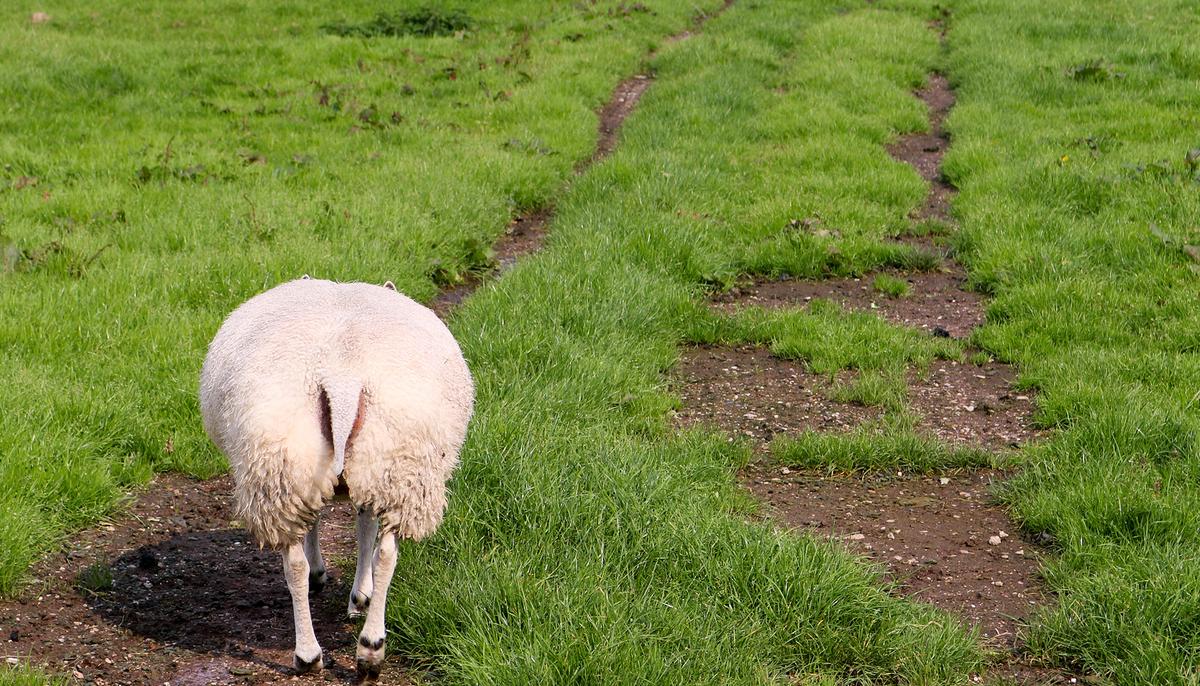 Toy-Like Valais Blacknose Sheep Rightfully Dubbed the ‘World’s Cutest’