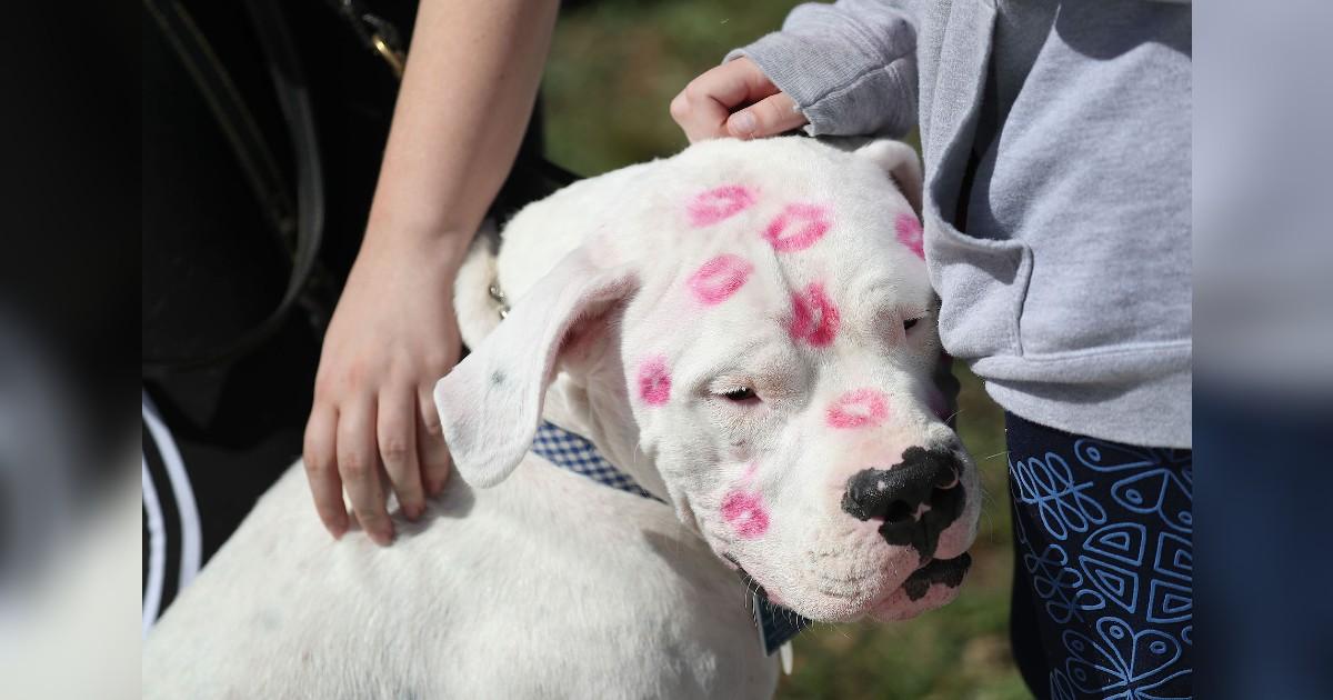 Therapy Dogs for Parkland Shooting Survivors Honored With Own Yearbook Page