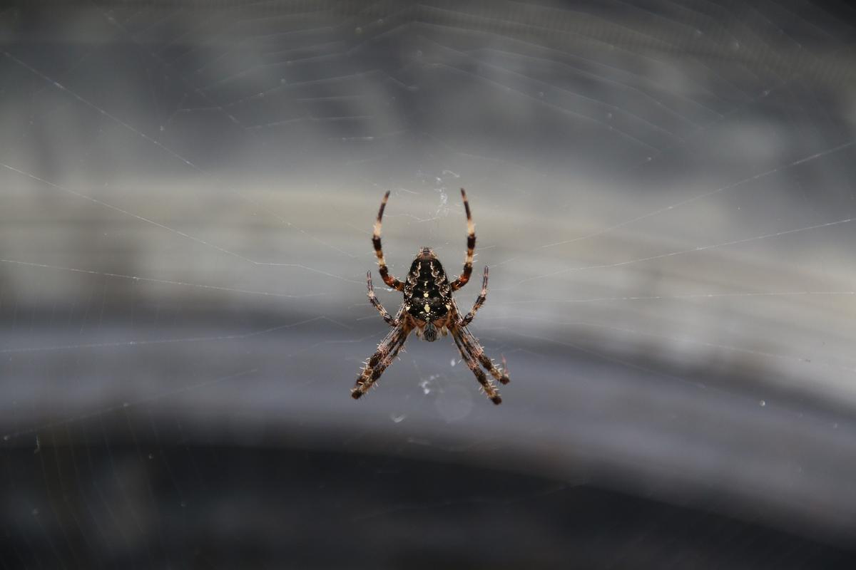 Van Sinks in River After Driver Jumps out When Spider Lands in Lap