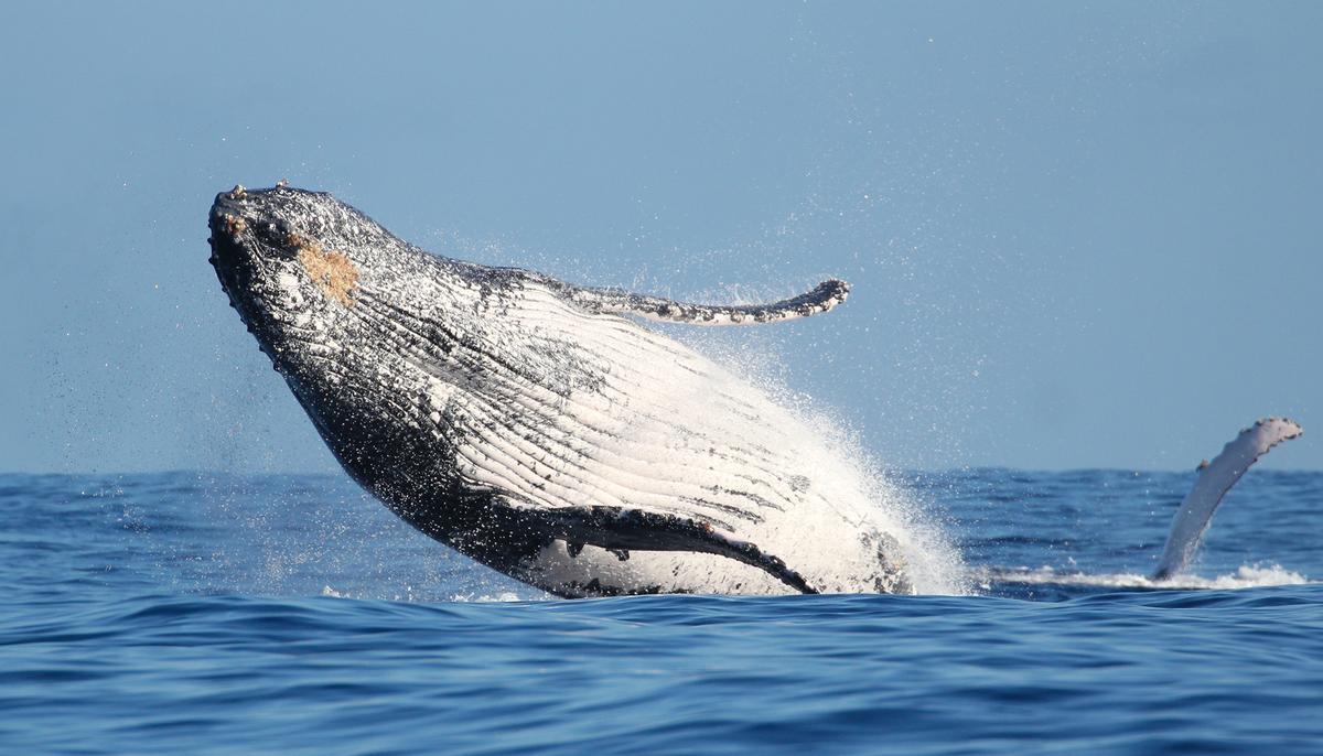 Why Do Humpback Whales Protect Seals & Other Marine Animals From Hunter Orca Pods?