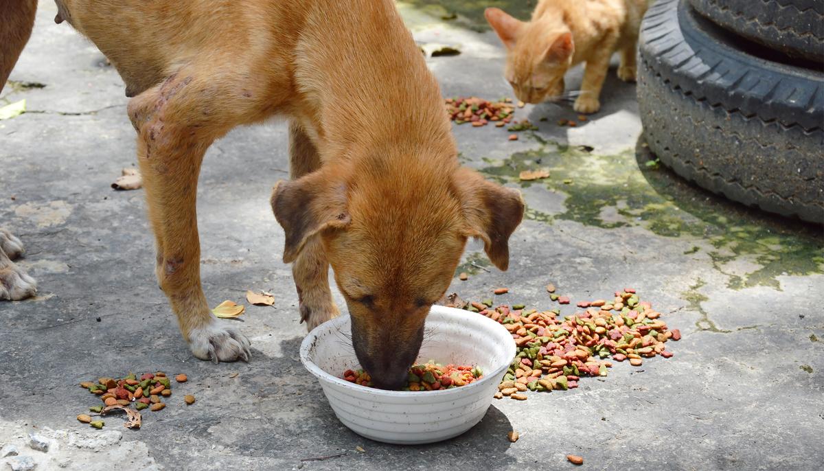High-flying Bolivian Publicist Gives Up Career to Feed Stray Dogs Every Day