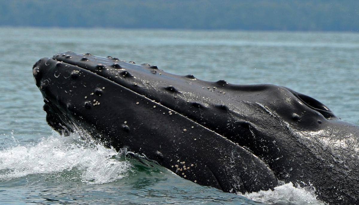 Humpback Whales Are Regulars at This Canadian Rainforest Ocean-Side Paradise