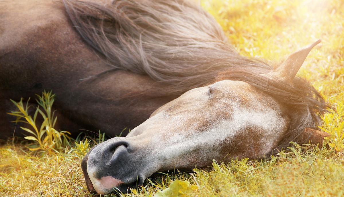 Heartbreaking Viral Photo: Officer Comforts Injured Police Horse in Last Moments of Life
