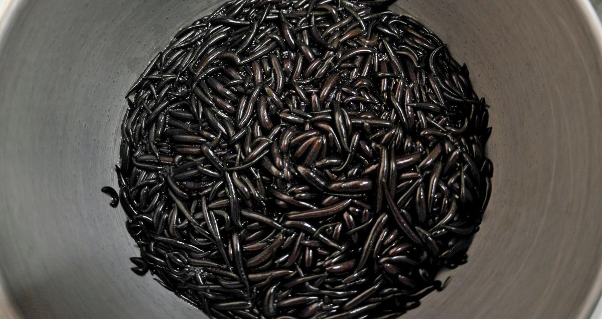 Flight Passenger Fined $15,000 for Carrying Thousands of Leeches in Carry-On Luggage
