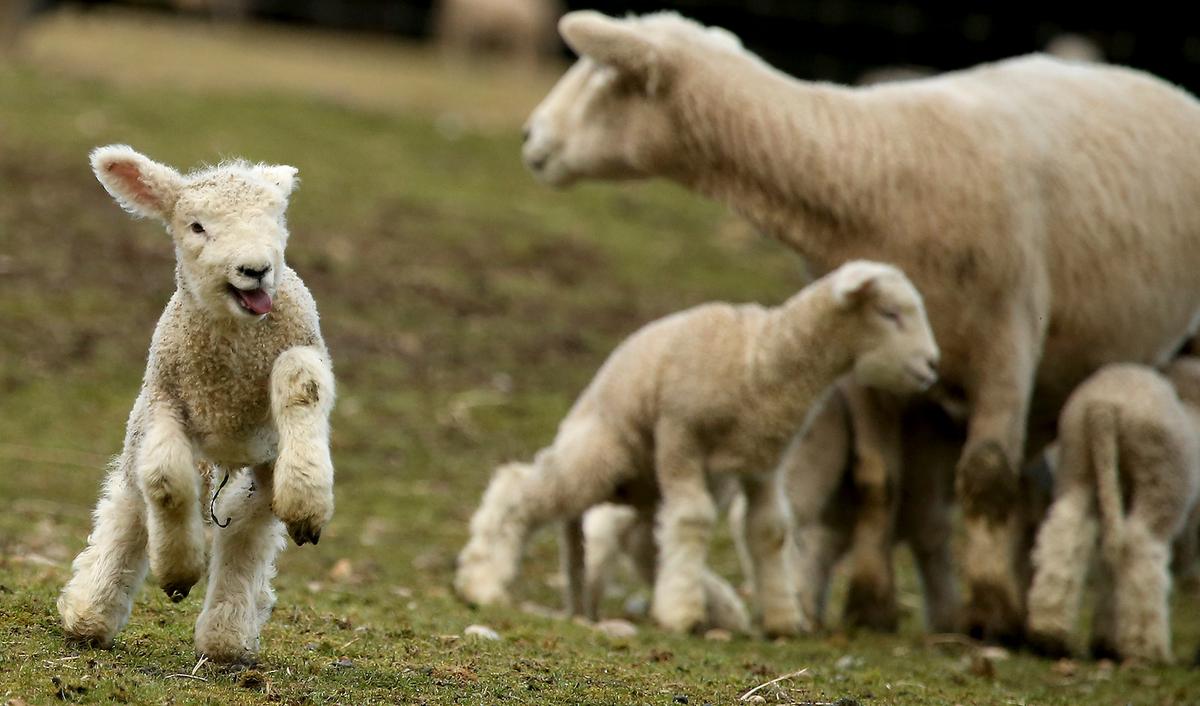 British Mother-of-7 Horrified After Thugs Hang Her Children’s Pet Lamb From Tree